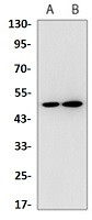 TRIM21 Antibody in Western Blot (WB)