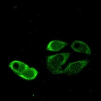 TRIM25 Antibody in Immunocytochemistry (ICC/IF)