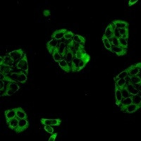VCL Antibody in Immunocytochemistry (ICC/IF)
