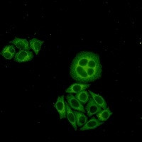 WDR1 Antibody in Immunocytochemistry (ICC/IF)
