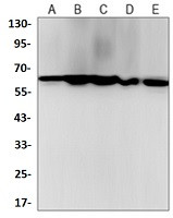 YY1 Antibody in Western Blot (WB)