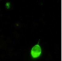 IRF7 Antibody in Immunocytochemistry (ICC/IF)