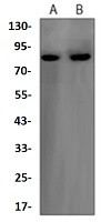 FOXO3 Antibody in Western Blot (WB)
