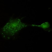 RPS6KA2 Antibody in Immunocytochemistry (ICC/IF)