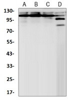 NEDD4 Antibody in Western Blot (WB)