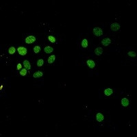 H3K27me3 Antibody in Immunocytochemistry (ICC/IF)