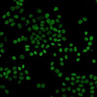 H3K27ac Antibody in Immunocytochemistry (ICC/IF)