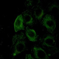 Phospho-FLNB (Ser2152, Ser2107) Antibody in Immunocytochemistry (ICC/IF)