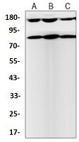 Phospho-NTRK2 (Tyr705) Antibody in Western Blot (WB)