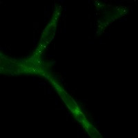 APC Antibody in Immunocytochemistry (ICC/IF)
