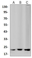 ATF3 Antibody in Western Blot (WB)