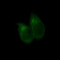 CLSTN1 Antibody in Immunocytochemistry (ICC/IF)