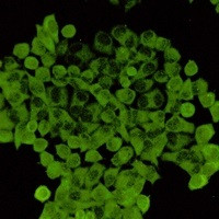 CFL1 Antibody in Immunocytochemistry (ICC/IF)