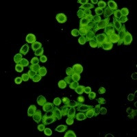 CYP2D6 Antibody in Immunocytochemistry (ICC/IF)