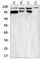 DGKZ Antibody in Western Blot (WB)