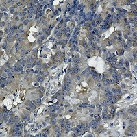 HSP90AB1 Antibody in Immunohistochemistry (Paraffin) (IHC (P))