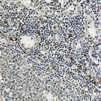 IL26 Antibody in Immunohistochemistry (Paraffin) (IHC (P))