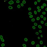 LMNA Antibody in Immunocytochemistry (ICC/IF)