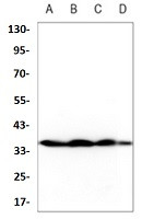 MAPK14 Antibody in Western Blot (WB)
