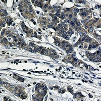 PXN Antibody in Immunohistochemistry (Paraffin) (IHC (P))