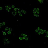 PHB1 Antibody in Immunocytochemistry (ICC/IF)