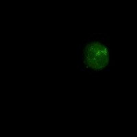 SMARCA2 Antibody in Immunocytochemistry (ICC/IF)