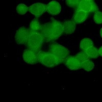 UBB Antibody in Immunocytochemistry (ICC/IF)
