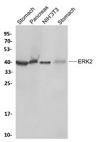 MAPK1 Antibody in Western Blot (WB)