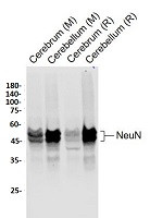 RBFOX3 Antibody in Western Blot (WB)