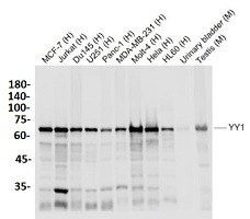 YY1 Antibody in Western Blot (WB)
