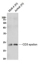 CD3E Antibody in Western Blot (WB)