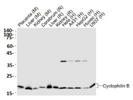 PPIB Antibody in Western Blot (WB)