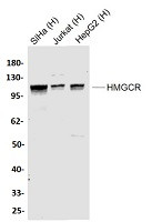 HMGCR Antibody in Western Blot (WB)