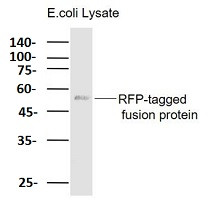 RFP Tag Antibody in Western Blot (WB)