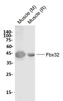 FBXO32 Antibody in Western Blot (WB)