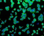 HSPA1B Antibody in Immunocytochemistry (ICC/IF)