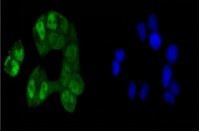 CREB1 Antibody in Immunocytochemistry (ICC/IF)