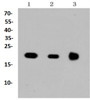 NRAS Antibody in Western Blot (WB)