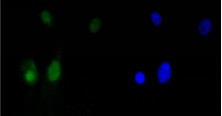 HMGB1 Antibody in Immunocytochemistry (ICC/IF)
