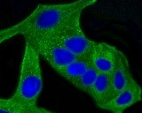 ALAS1 Antibody in Immunocytochemistry (ICC/IF)