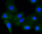 Phospho-GYS1 (Ser641) Antibody in Immunocytochemistry (ICC/IF)