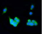 RAB4A Antibody in Immunocytochemistry (ICC/IF)