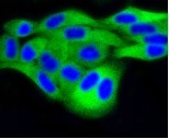 DUSP6 Antibody in Immunocytochemistry (ICC/IF)