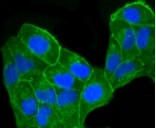 CCR7 Antibody in Immunocytochemistry (ICC/IF)