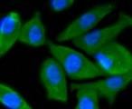 PIK3R3 Antibody in Immunocytochemistry (ICC/IF)