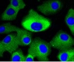 MAP2K2 Antibody in Immunocytochemistry (ICC/IF)