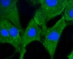 PHB1 Antibody in Immunocytochemistry (ICC/IF)