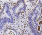 Hydroxyl-H2AC4 (Tyr39) Antibody in Immunohistochemistry (Paraffin) (IHC (P))