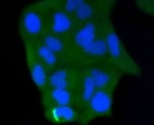 CASP3 Antibody in Immunocytochemistry (ICC/IF)