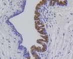 MMP12 Antibody in Immunohistochemistry (Paraffin) (IHC (P))
